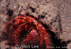 Hermit crab.Nikon F100,60mm,f22,1/60,YS-120*2,RVP50. by Allen Lee 